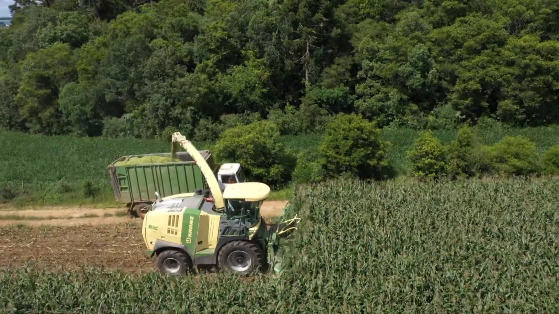Por quanto tempo o silo pode permanecer fechado antes de oferecer ao gado? Foto: Divulgação.
