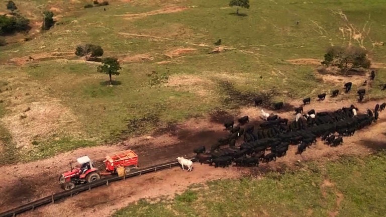 Pasto na seca: qualidade da mistura do suplemento pode garantir mais eficiência (Foto: Reprodução).