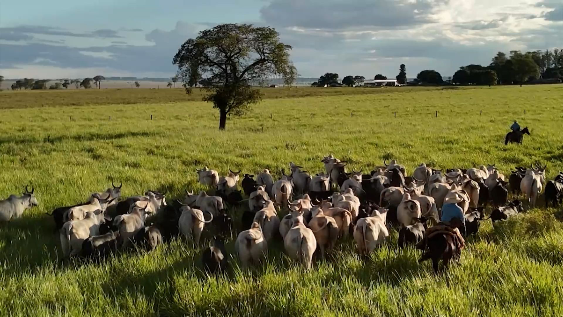 Estação de monta: como é a preparação para o início dos manejos reprodutivos na propriedade (Foto: Reprodução). Estação de monta: como é a preparação para o início dos manejos reprodutivos na propriedade (Foto: Reprodução).