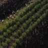 Mato Grosso do Sul: área de florestas plantadas dobra e impulsiona carbono neutro. Foto; Reprodução.