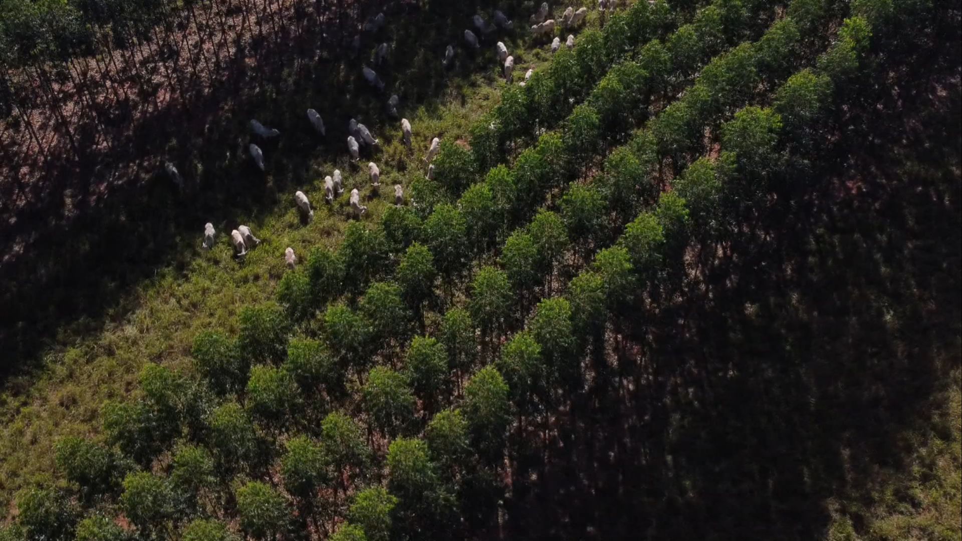 Mato Grosso do Sul: área de florestas plantadas dobra e impulsiona carbono neutro. Foto; Reprodução.