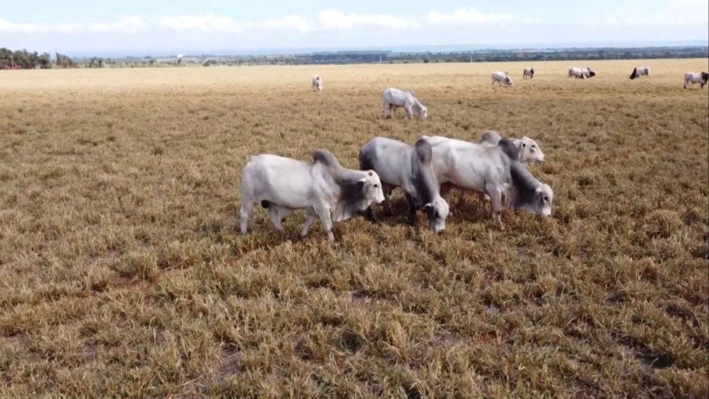 Período de carência no uso de medicamentos é fundamental para garantir a qualidade da carne (Foto: Reprodução).