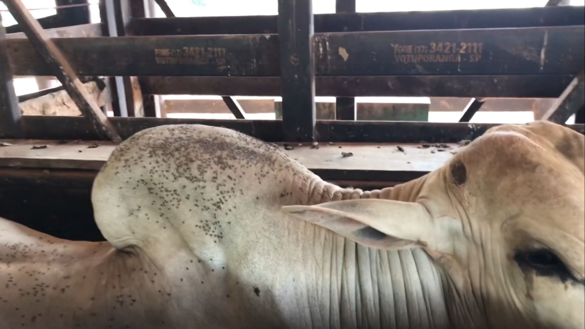 Mosca-dos-chifres: inseto derruba a fertilidade na estação de monta; veja como combater. Foto: Divulgação.