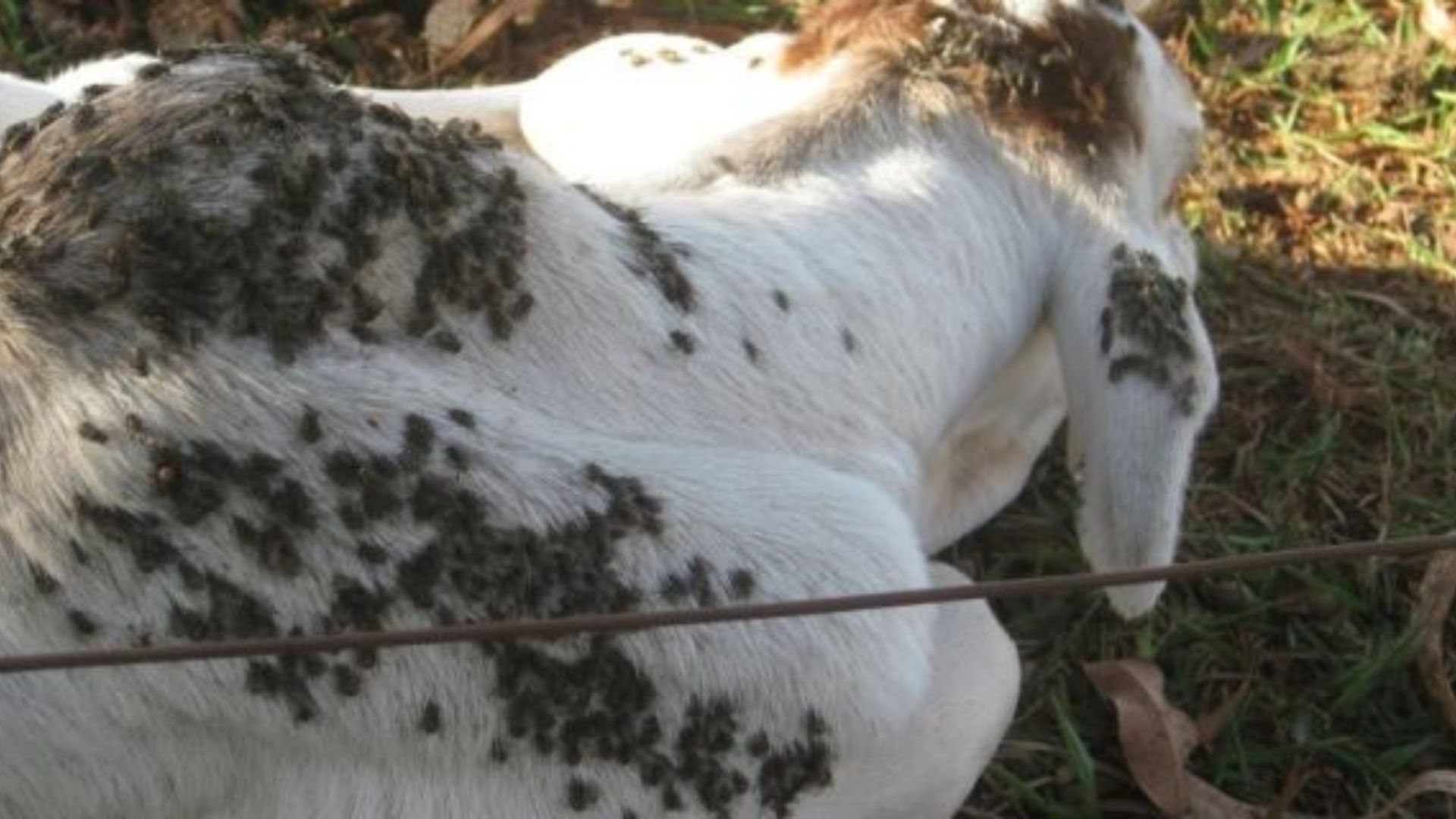 Mosca-dos-estábulos: Embrapa aponta manejo conjunto para controle. Foto: Divulgação/Acrissul.