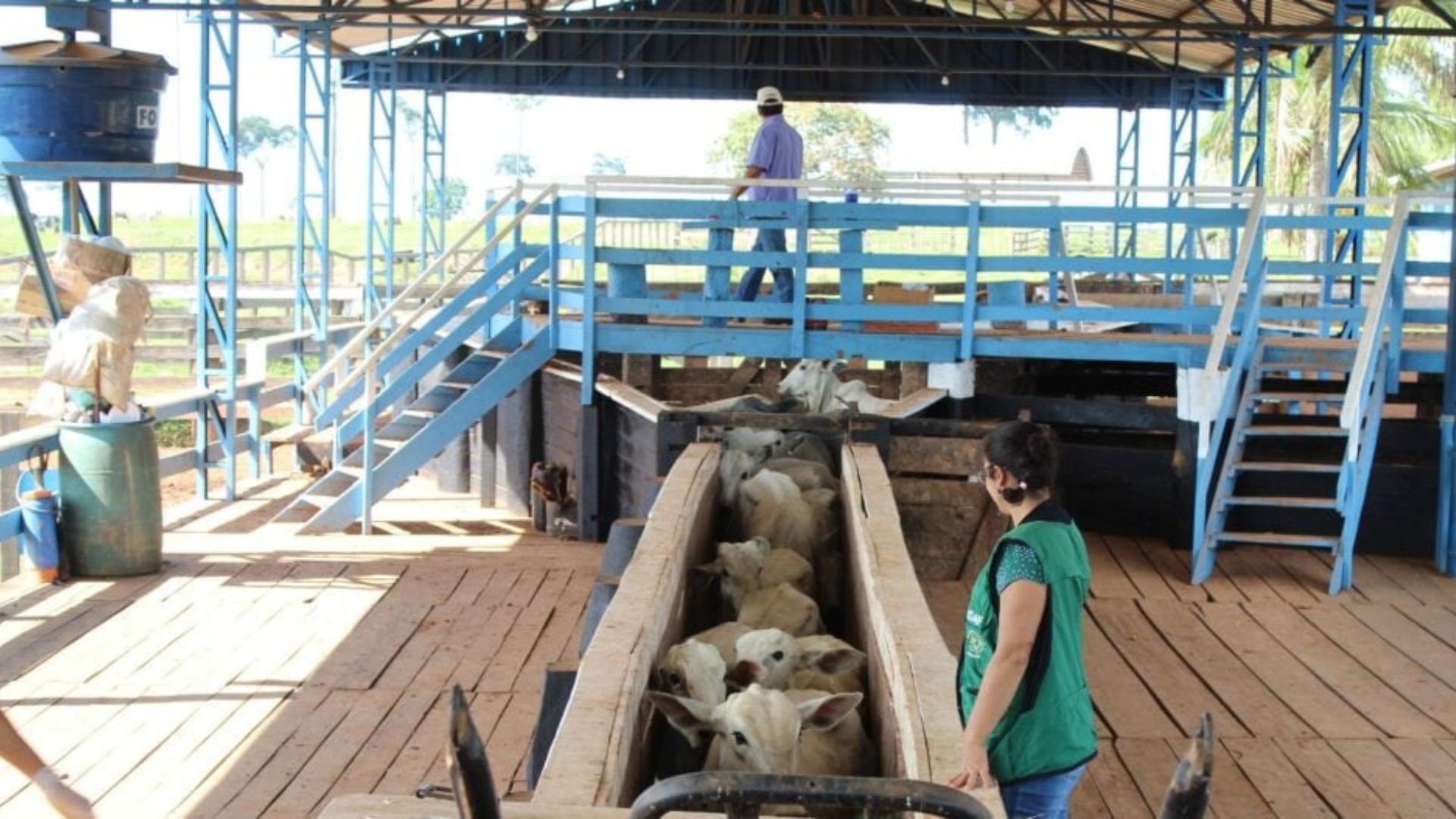 Pecuária do Acre cresce 20% e movimenta R$ 181 milhões. Foto: Divulgação Fabiana Matos/Idaf
