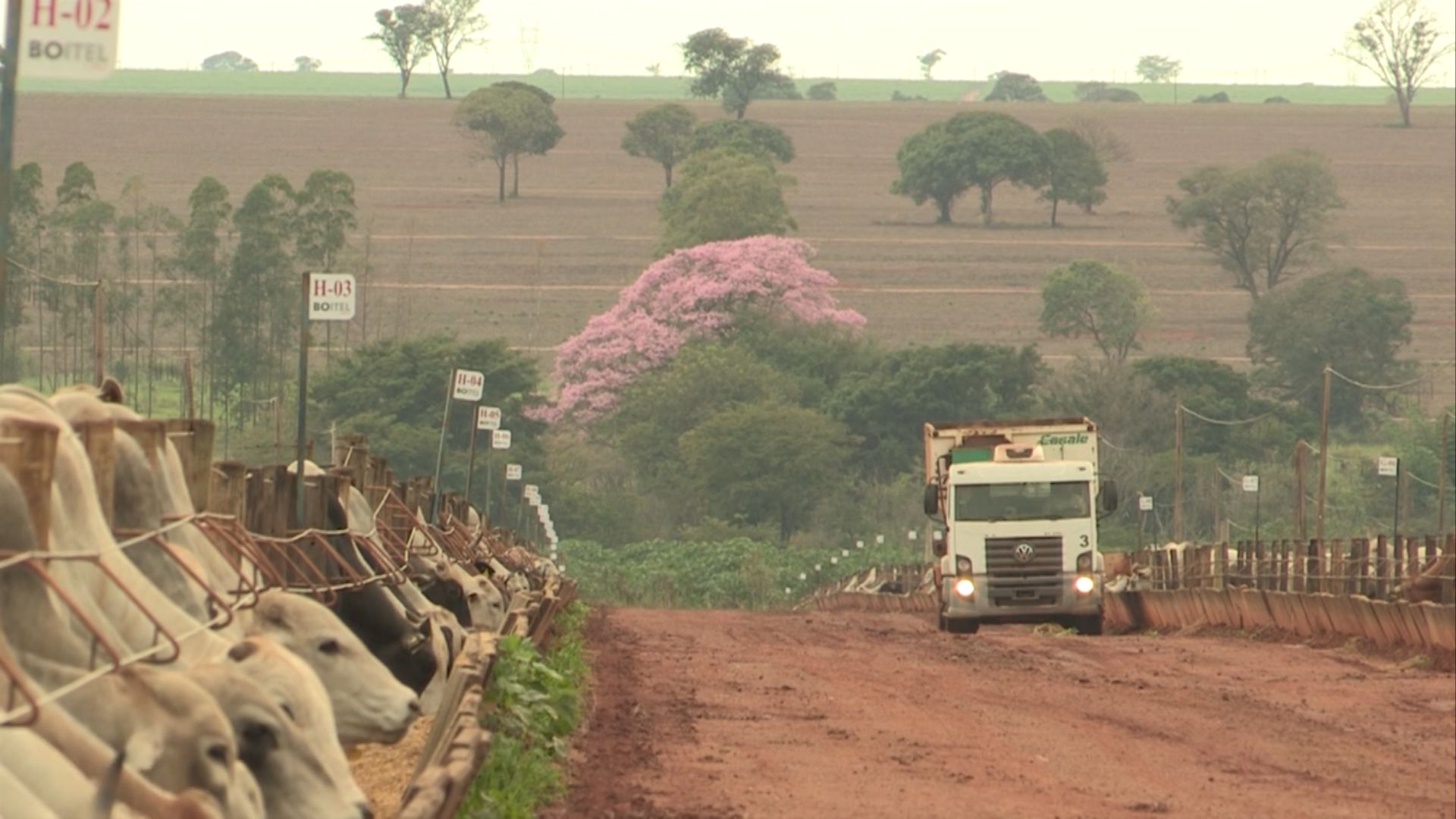 Qual o proteinado certo para o gado no período das águas? (Foto: Reprodução).