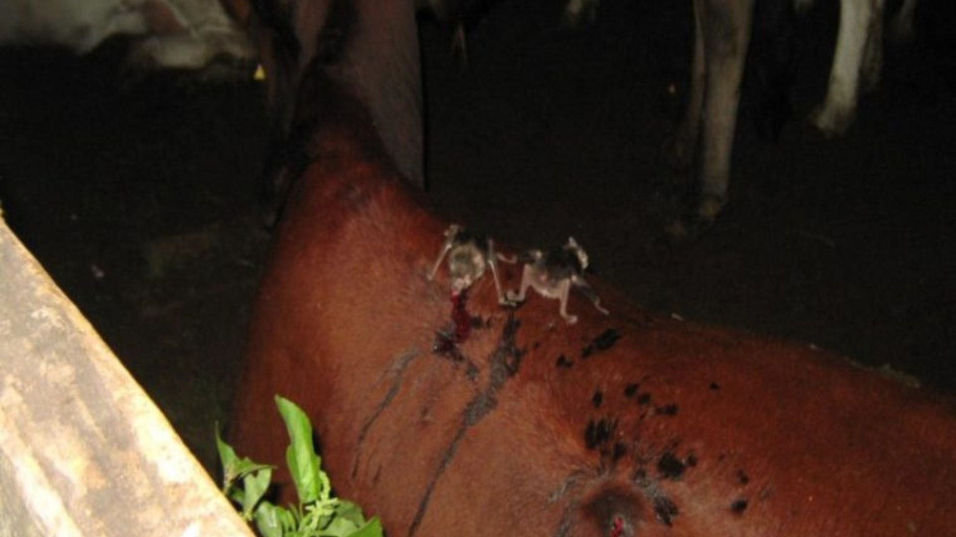 Rondônia confirma caso de raiva bovina e adota medidas emergenciais. Foto: Divulgação/Idaron.