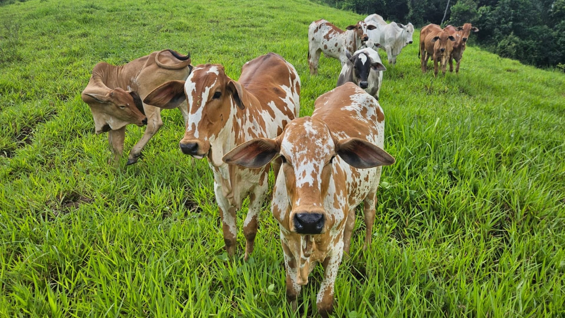 Projeto do Sebrae ajuda produtor a reduzir emissões na pecuária (Foto: Divulgação).