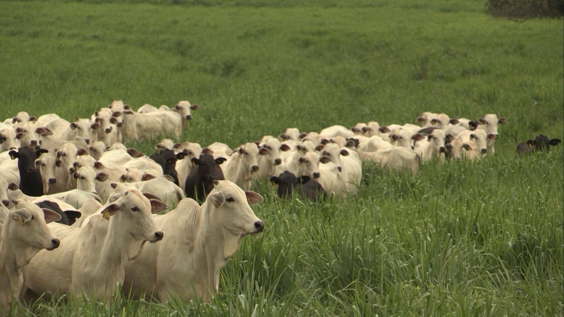 Pasto na seca: como se preparar para manter o gado bem nutrido? (Foto: Reprodução).