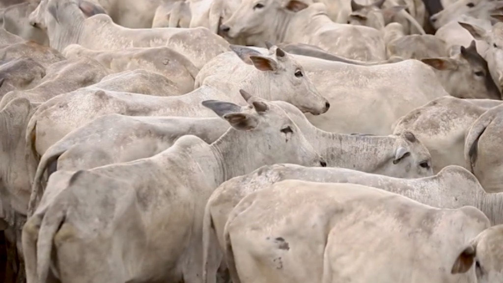 Selic em 15%: como proteger o caixa da fazenda e evitar prejuízos? (Foto: Reprodução).