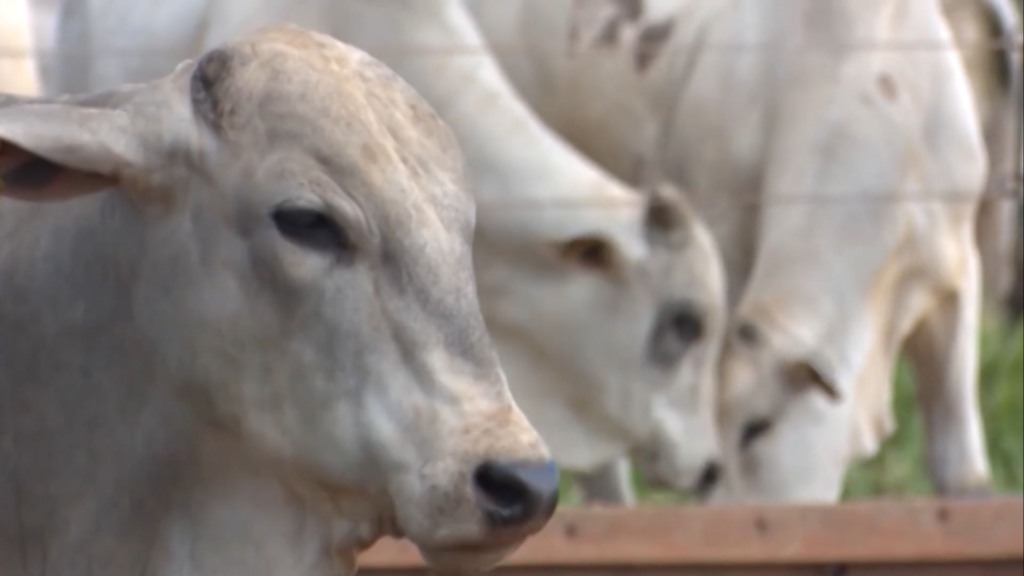 Semiconfinamento melhora o pasto ou pode prejudicar o solo? (Foto: Reprodução).