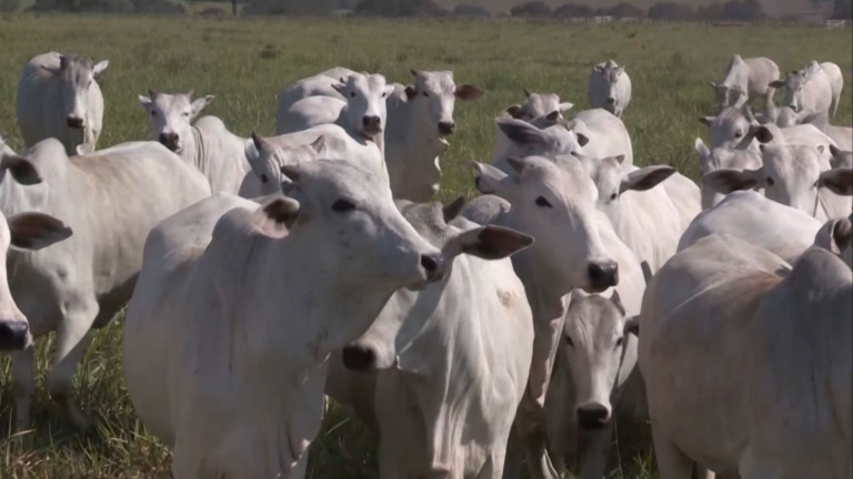 Tecnologia Sincrogest: o que fazer quando as vacas não pegam barriga na IATF (Foto: Divulgação).