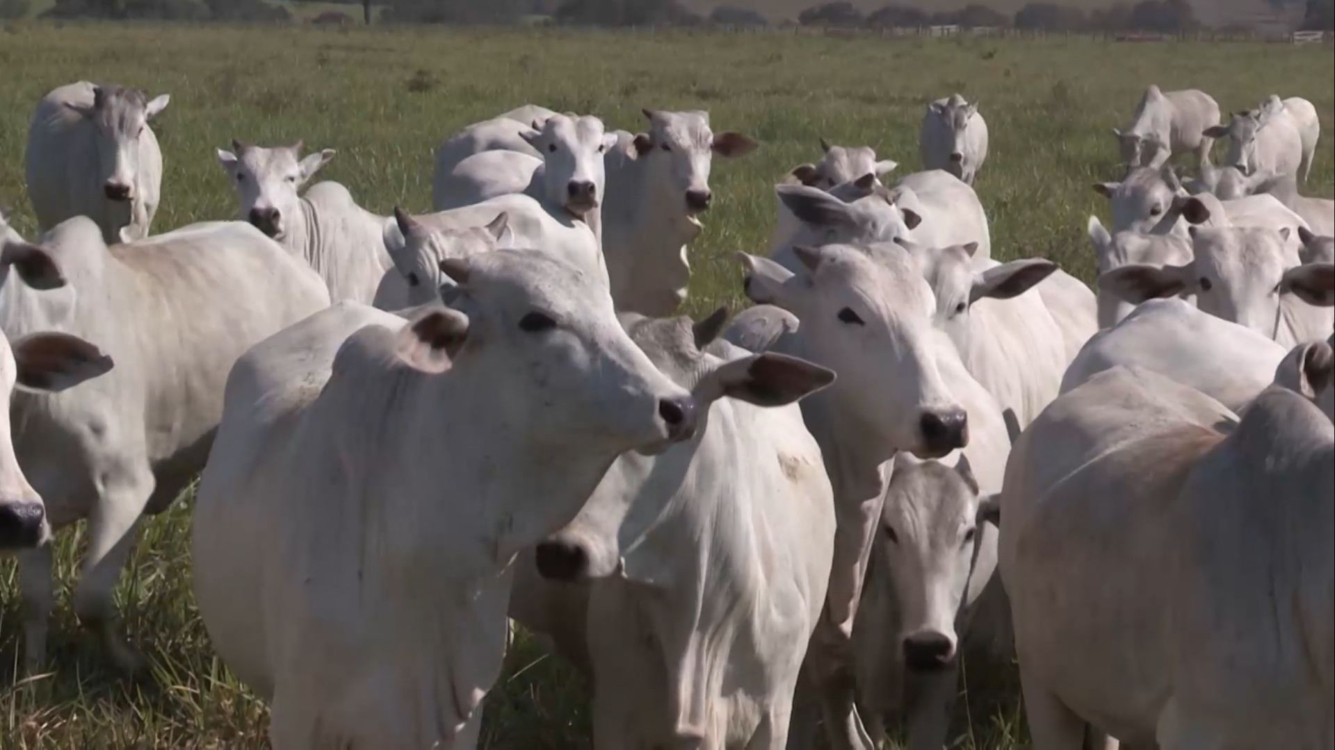 Tecnologia Sincrogest: o que fazer quando as vacas não pegam barriga na IATF (Foto: Divulgação).