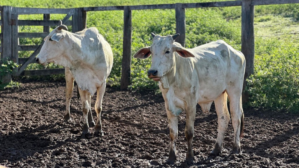 Programa Mais Genética Tocantins, executado pela Seagro, disponibiliza kits de inseminação com sêmen de touros melhoradores para pecuaristas de corte e leite. (Foto: Guilherme Alves/Governo do Tocantins)