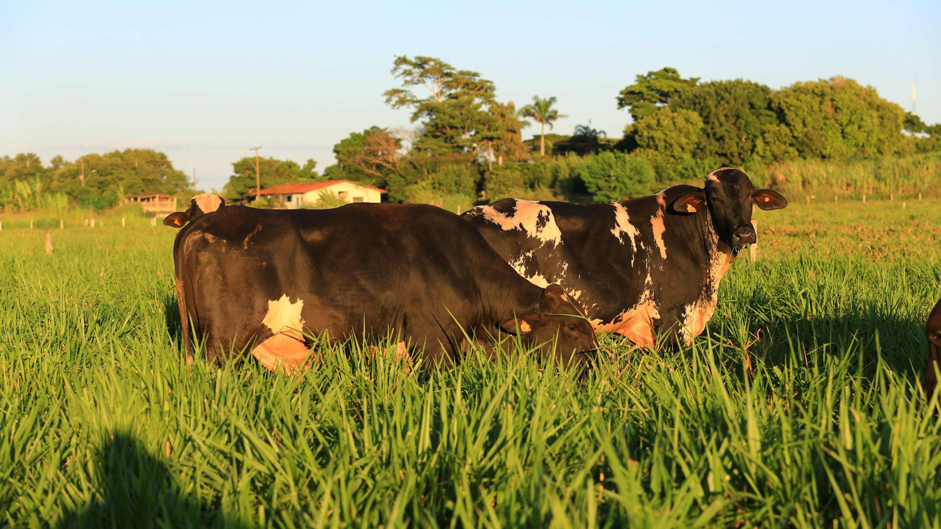 Produtores apresentam resultados com touros Girolando em congresso internacional. Foto: Divulgação.