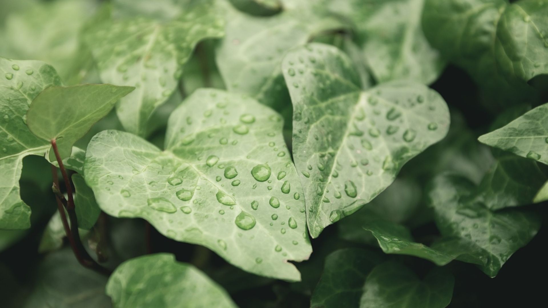 Chuva no Brasil Central ganha força com frente fria e alivia calor (Foto: Pixabay). Chuva no Brasil Central ganha força com frente fria e alivia calor (Foto: Pixabay).