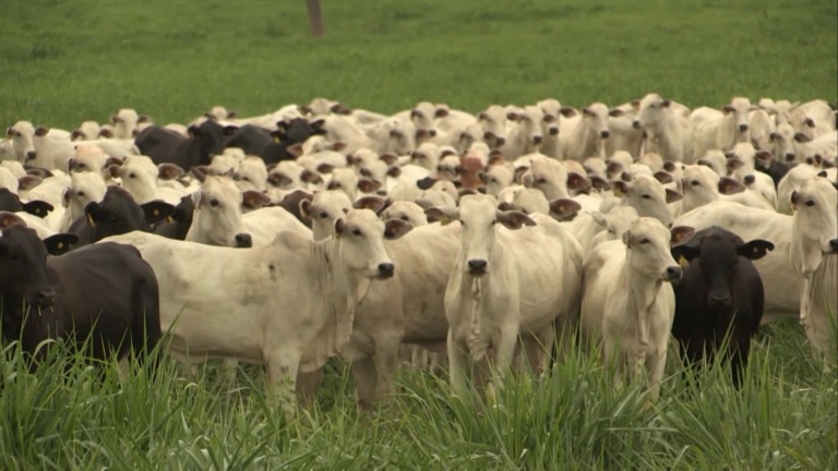 O zootecnista Iorrano Cidrini alerta que a entrada dos animais na área diferida deve ser feita com base na checagem da matéria seca acumulada, garantindo equilíbrio na carga animal e bom rebrote do pasto. Foto: Divulgação.