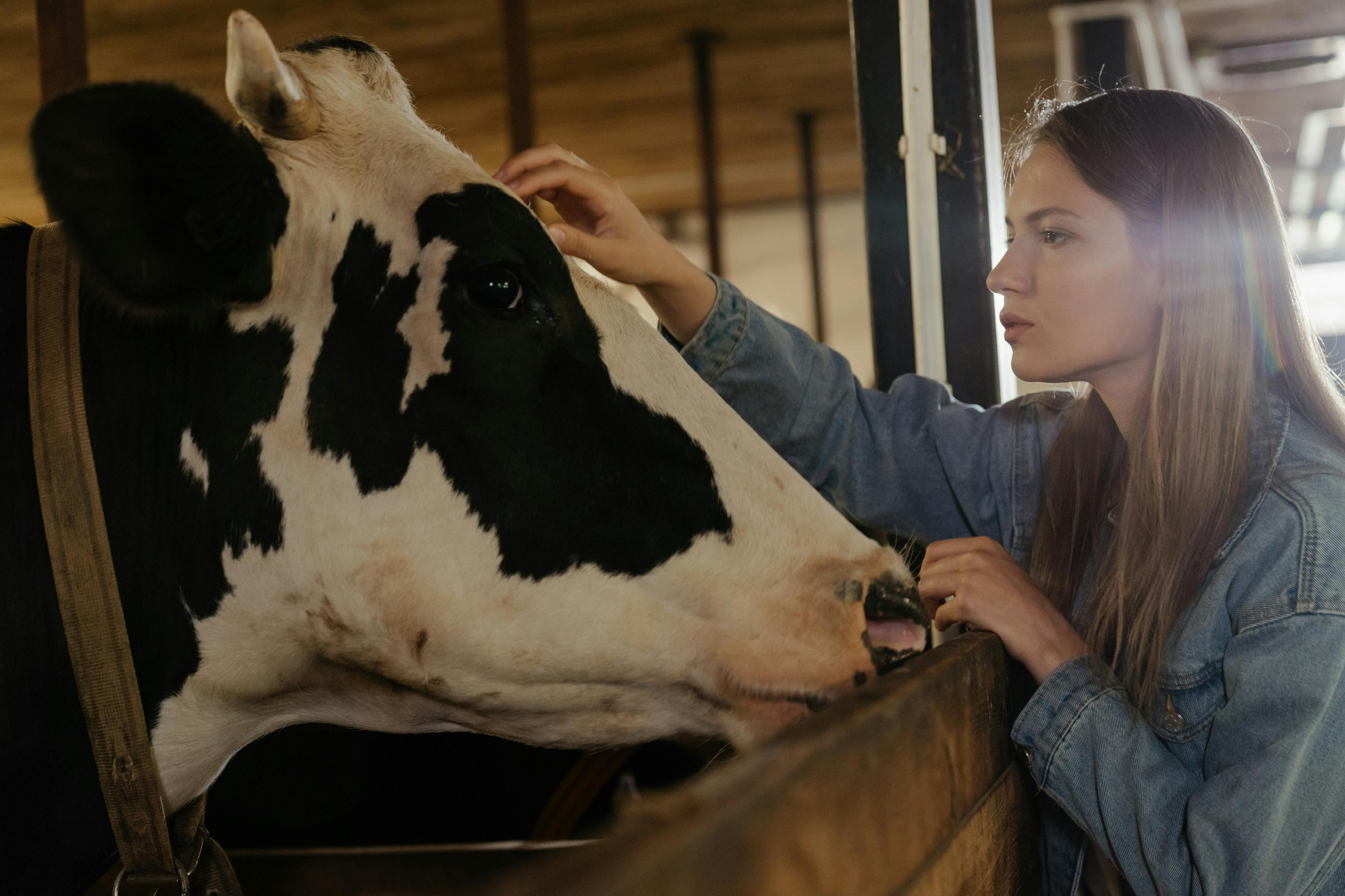 Do campo à mesa: como o veterinário garante a segurança dos alimentos (Foto: Pixabay).
