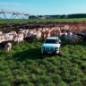 Expedição Mitsubishi Triton Katana: fazenda transforma recria a pasto em modelo de eficiência (Foto: Reprodução/Giro do Boi).