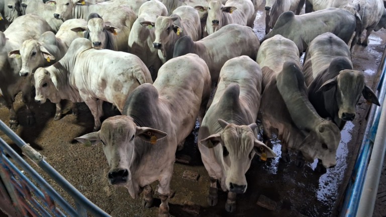 Fazenda em Bebedouro (SP) surpreende com boiada de quase 26@ (Foto: Divulgação).