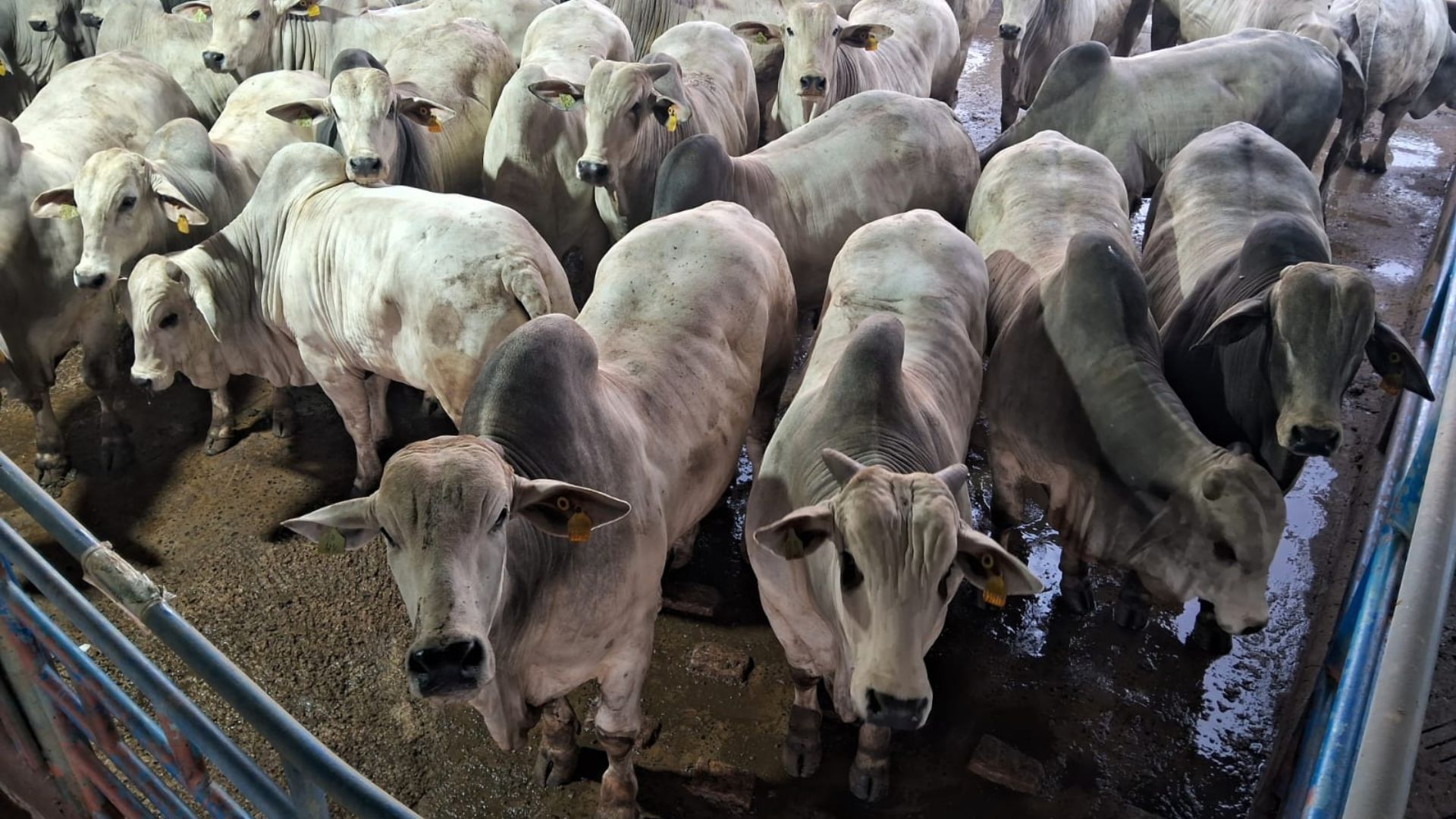 Fazenda em Bebedouro (SP) surpreende com boiada de quase 26@ (Foto: Divulgação).