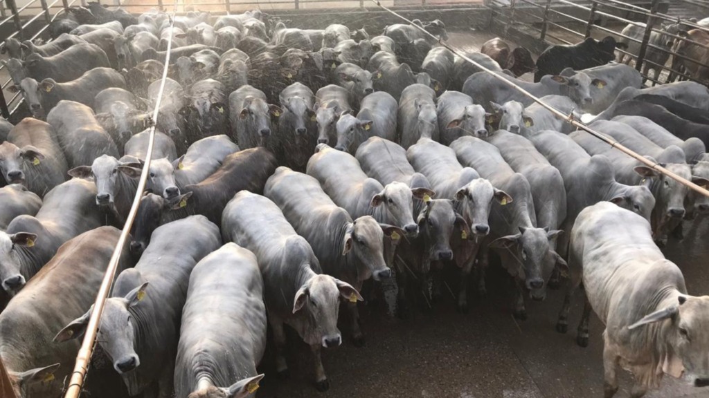 Foto: Divulgação. Foto: Divulgação.