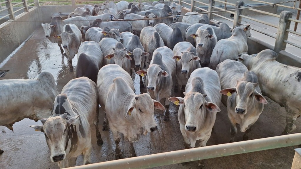 Na categoria Machos, a grande campeã foi a Agropecuária Pontal, com a Fazenda Conjunto Piancó, em Itagiba (BA) (Foto: Divulgação).