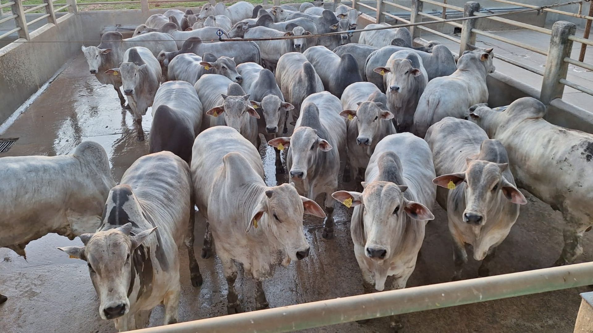 Na categoria Machos, a grande campeã foi a Agropecuária Pontal, com a Fazenda Conjunto Piancó, em Itagiba (BA) (Foto: Divulgação).
