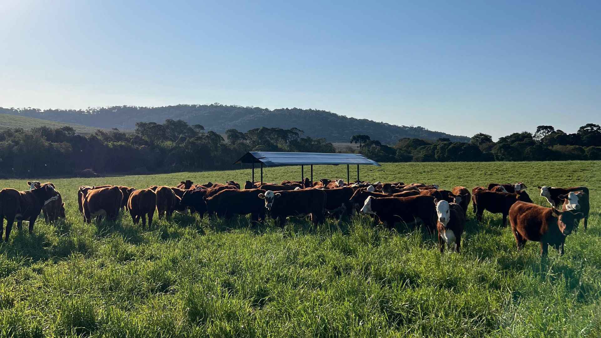 Fazenda de Santa Catarina mostra como produzir carne sustentável no pasto (Foto: Divulgação).