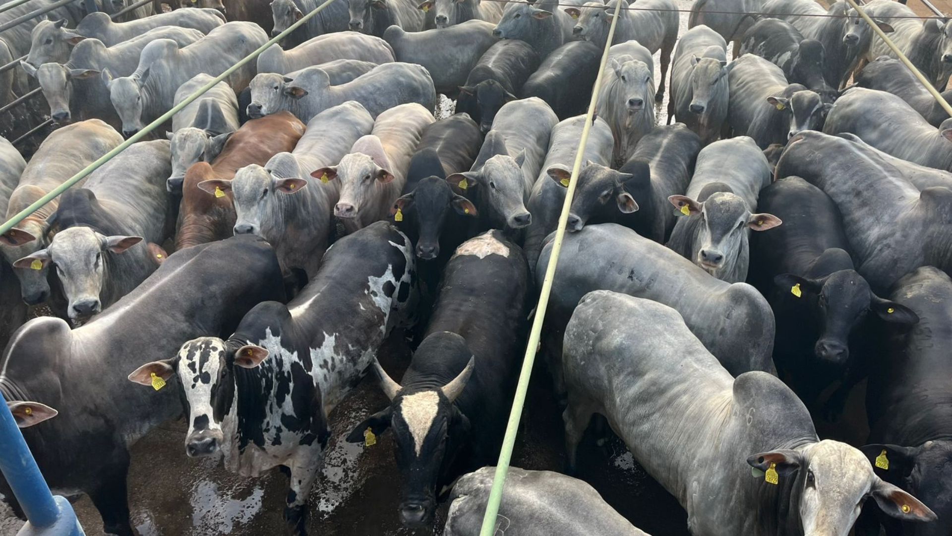 Fazenda de Pontes e Lacerda (MT) se destaca com boiada de 23@ (Foto: Divulgação).