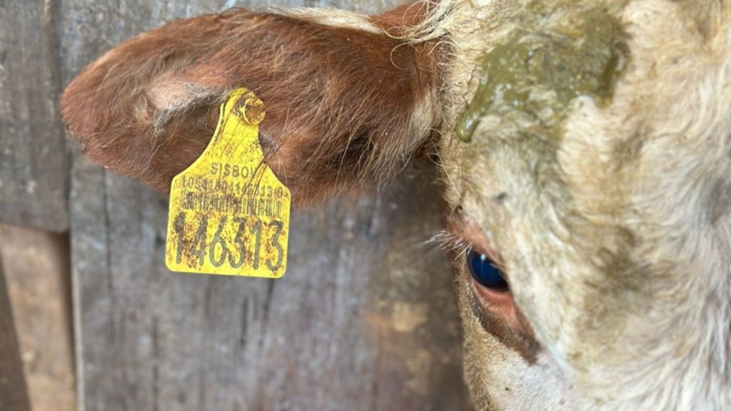 Brasil quer rastrear todo o rebanho bovino até 2032: como isso pode ajudar o pecuarista? (Foto: Divulgação).