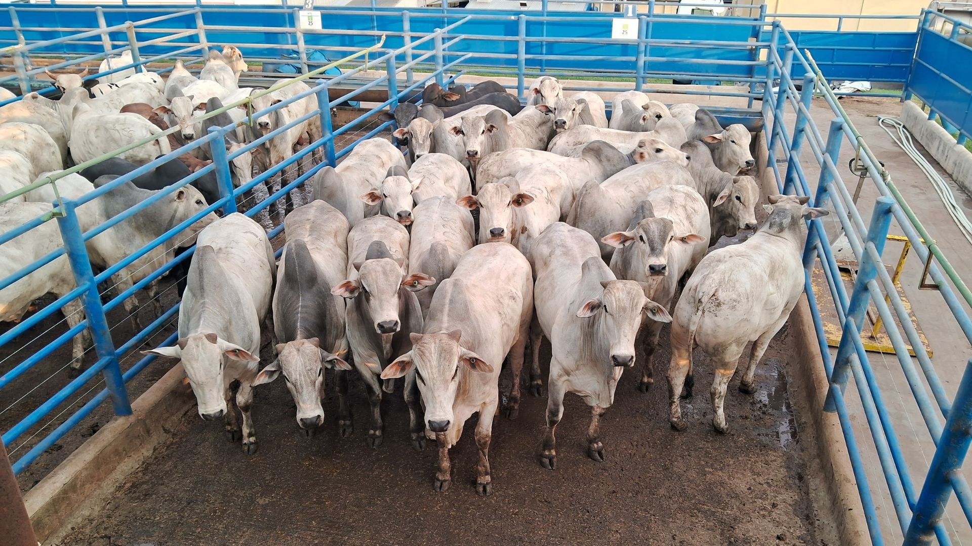 Fazenda em Ouro Verde (SP) atinge quase 21@ com boiada 100% jovem (Foto: Divulgação).