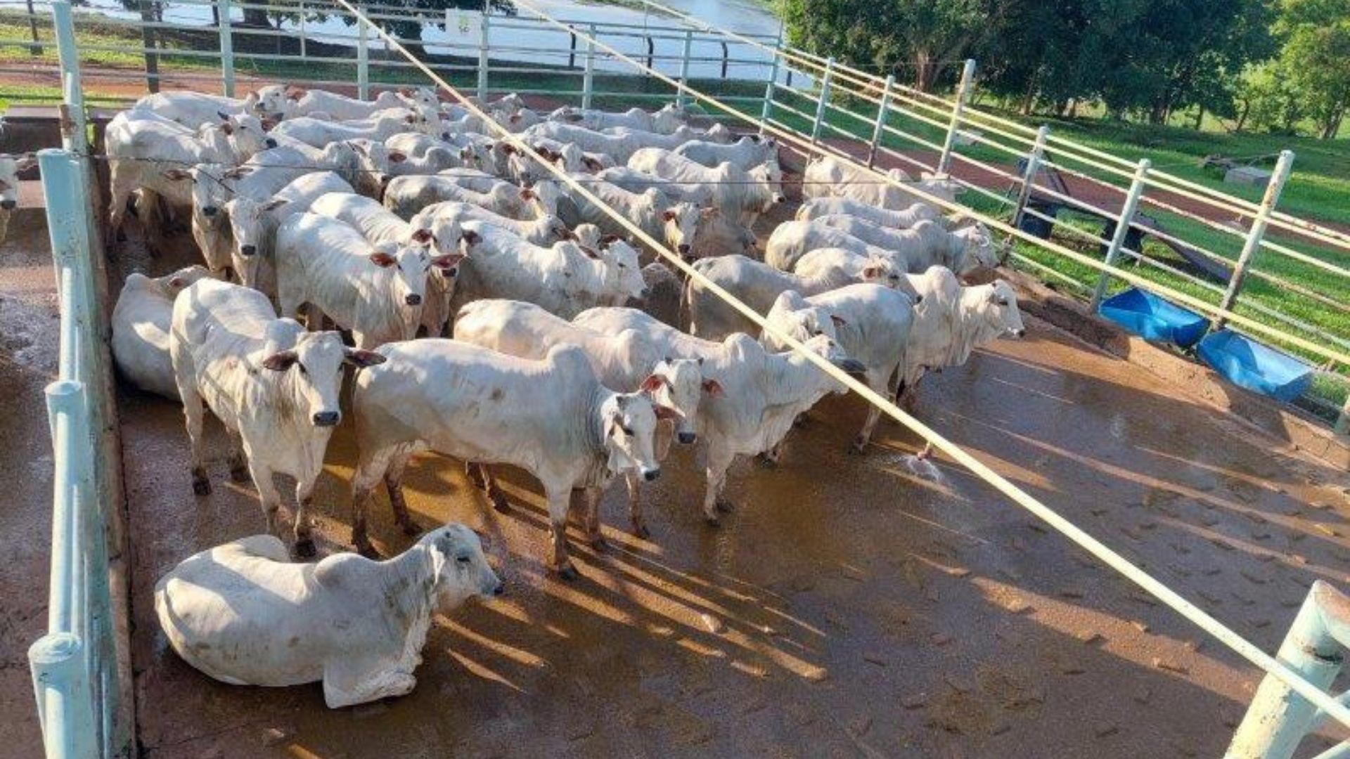 Boiada surpreende com 56% de rendimento de carcaça em MT (Foto: Divulgação).