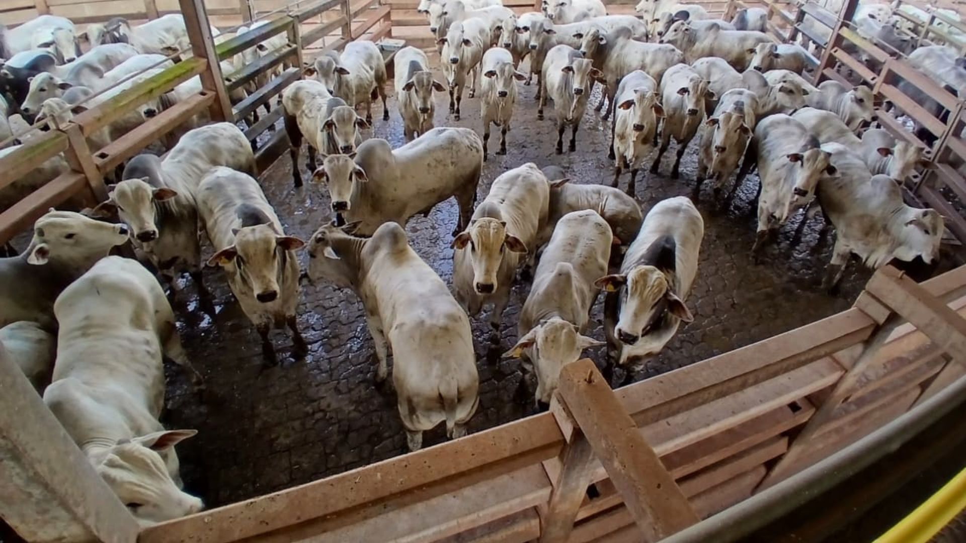 Primeiro lugar - Machos. Foto: Divulgação.