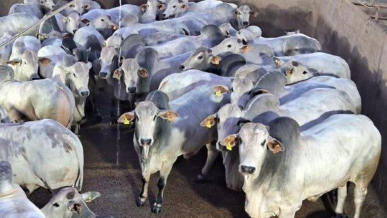 Quase 6 mil cabeças dominam etapa de Diamantino (MT). Foto: Divulgação.