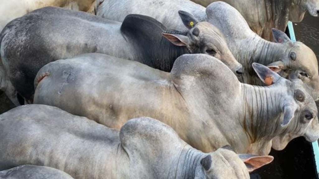 Na categoria Machos, o grande campeão foi Bisnamut Pedro Ferreira de Sena, da Fazenda Jaçanã, localizada em Bonópolis (GO). Foto: Na categoria Machos, o grande campeão foi Bisnamut Pedro Ferreira de Sena, da Fazenda Jaçanã, localizada em Bonópolis (GO). Foto: