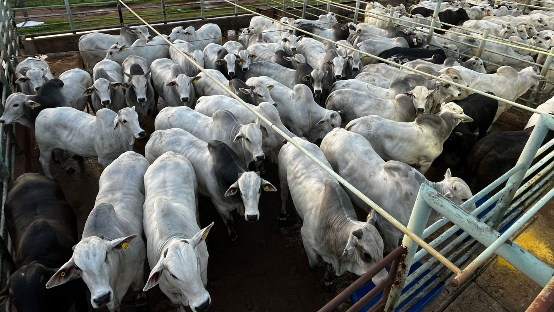 Boiada 100% jovem alcança quase 24@ em MT (Foto: Divulgação).