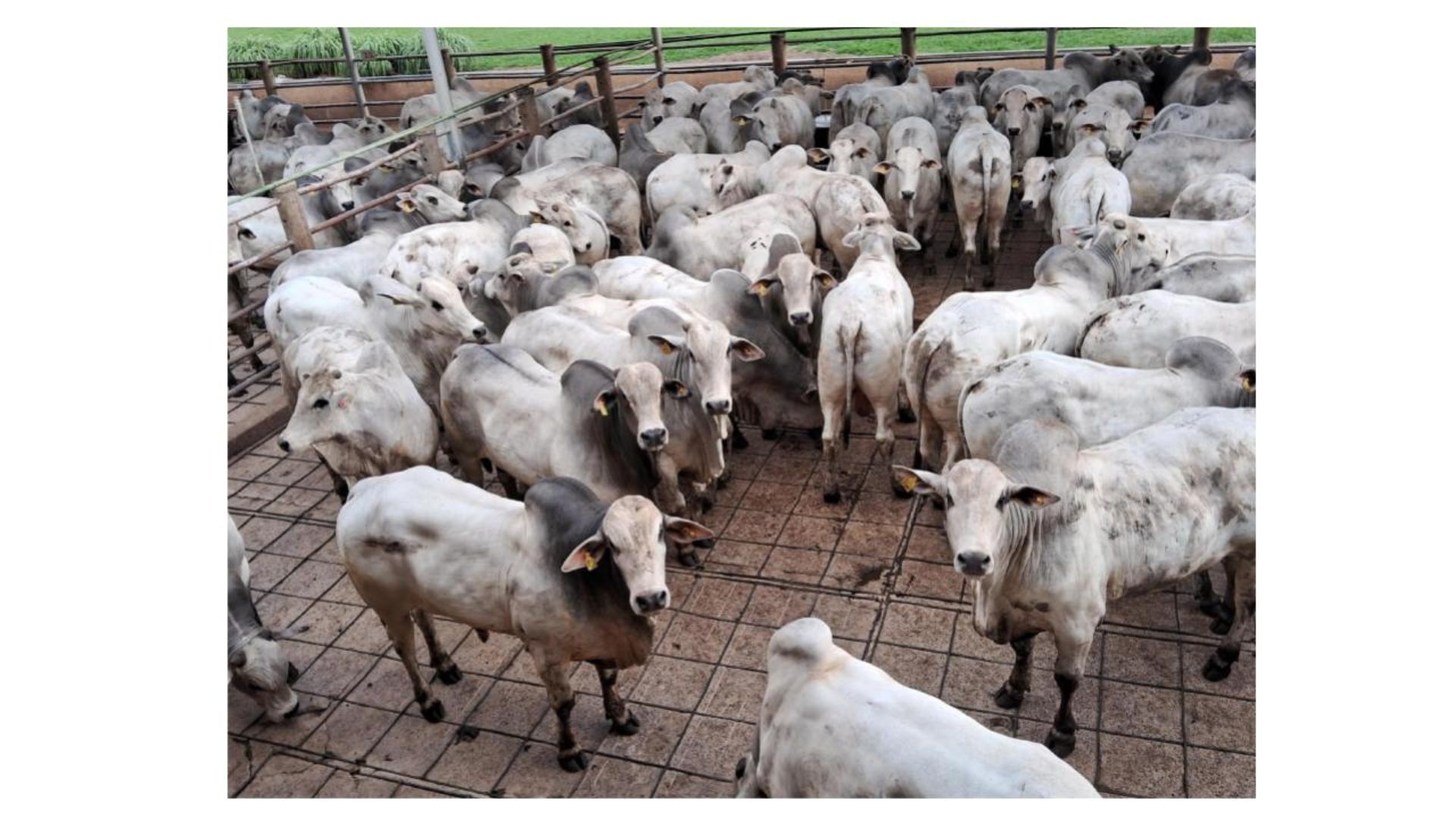 Primeiro lugar na categoria Machos ficou com Adam Perrone Sammour, da Fazenda Maravilha, localizada em Colina (SP). (Foto: Divulgação)
