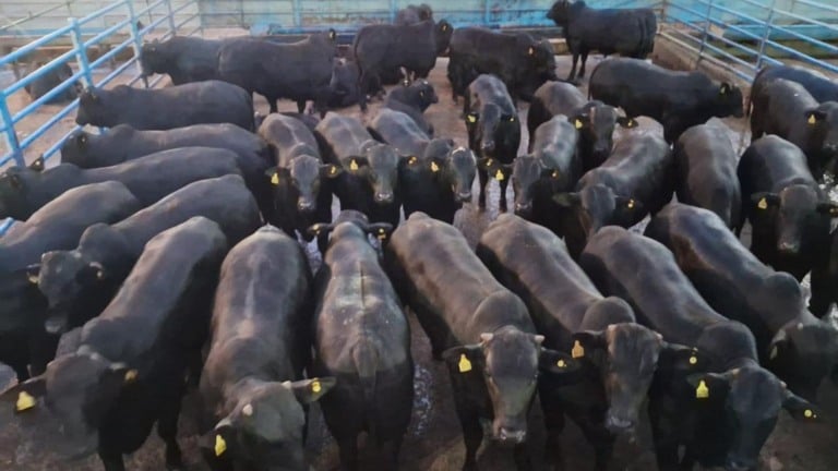 Agropecuária Maragogipe termina boiada precoce com mais de 20@. (Foto: Divulgação).