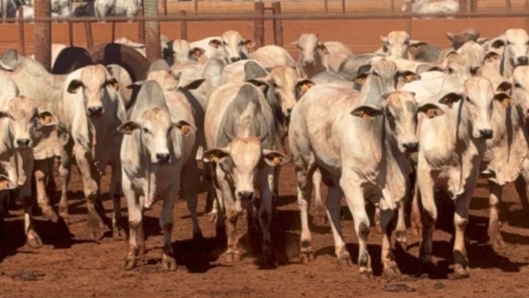 Certificação privada ganha força e mostra caminho para pecuária mais sustentável (Foto: Divulgação).