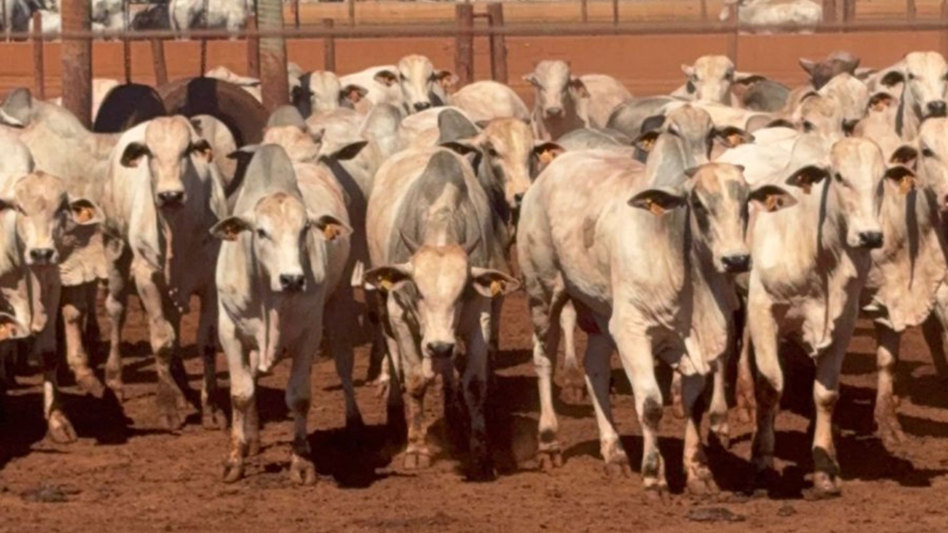 Certificação privada ganha força e mostra caminho para pecuária mais sustentável (Foto: Divulgação).