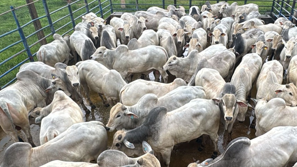 Primeiro lugar Machos a Pasto - Redenção (Foto: Divulgação).