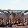 Confinamento bate recorde em MT; Imea projeta 928,7 mil cabeças em 2025 (Foto: Divulgação Imea).