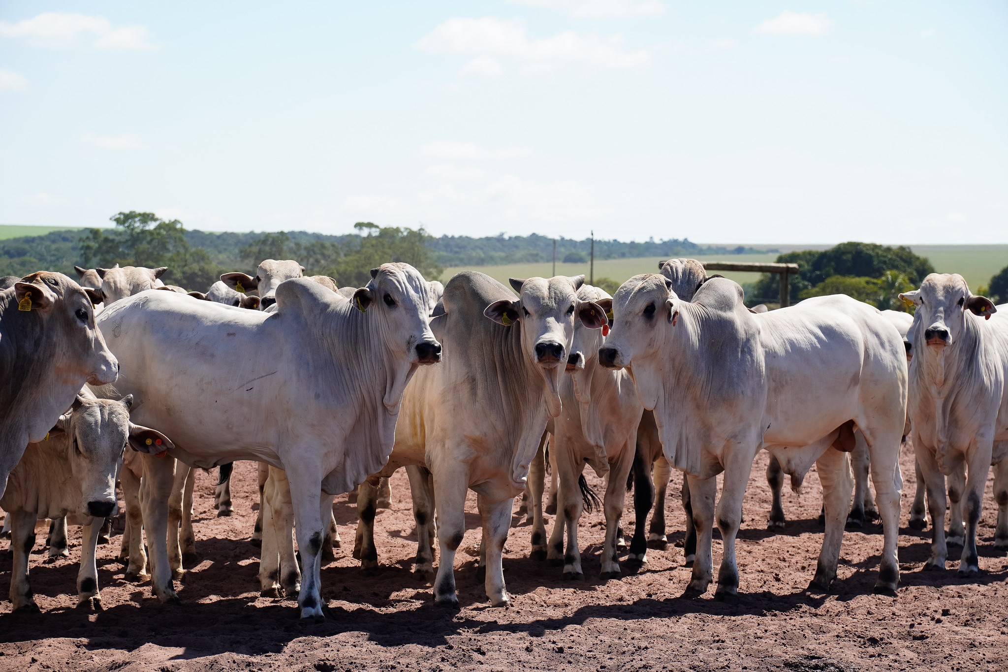 Confinamento bate recorde em MT; Imea projeta 928,7 mil cabeças em 2025 (Foto: Divulgação Imea).