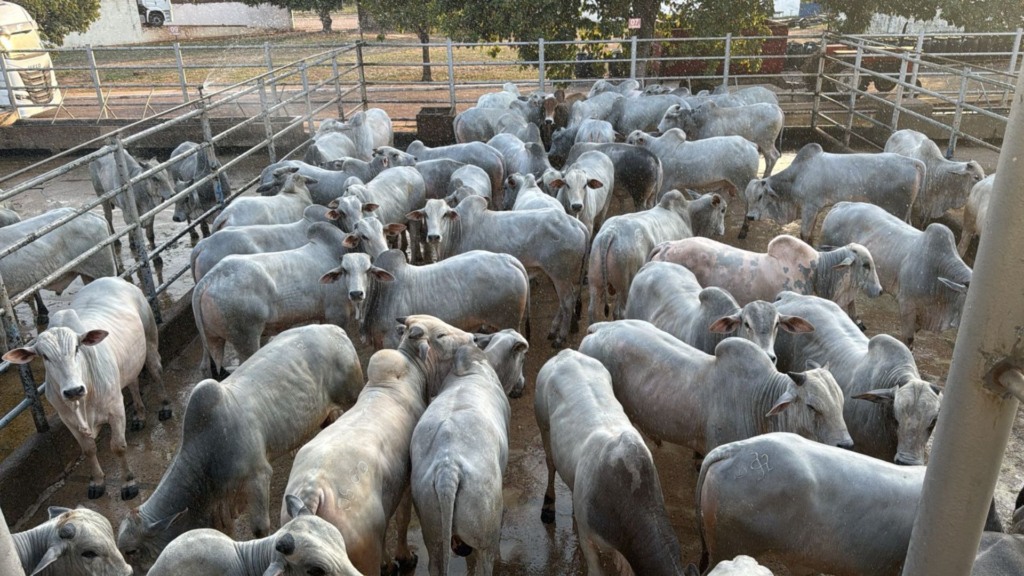 Foto: Divulgação. Foto: Divulgação.