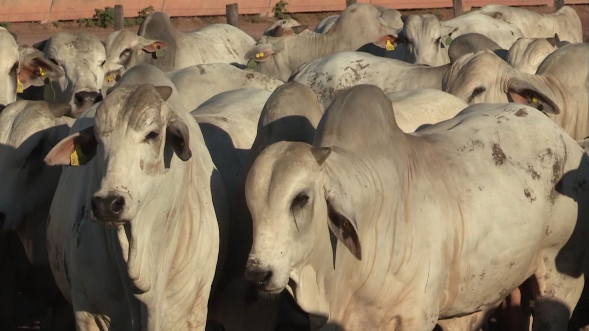 Foto: Reprodução/Giro do Boi.