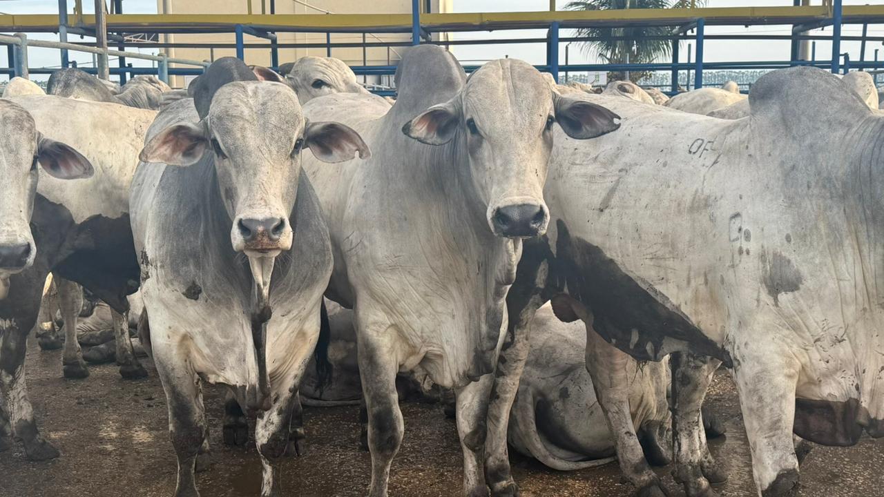 Fazenda em MT se destaca com boiada jovem de quase 21@ na TIP (Foto: Divulgação).