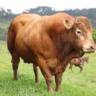 Angus x Limousin: boa opção de cruzamento para o produtor? (Foto: Reprodução/Giro do Boi).