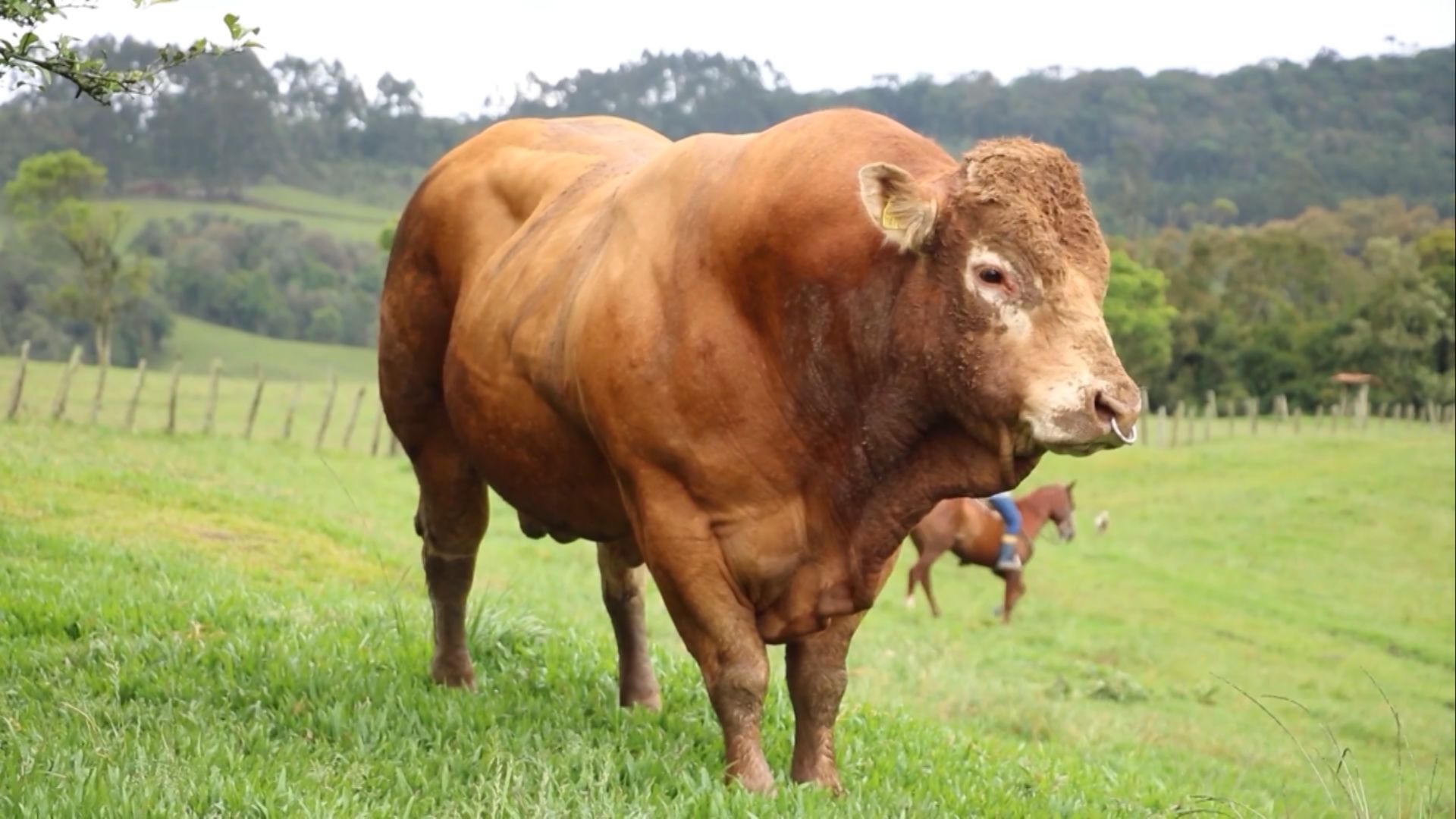 Angus x Limousin: boa opção de cruzamento para o produtor? (Foto: Reprodução/Giro do Boi).