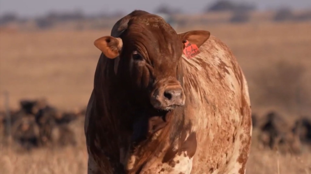 Angus e Boran: o que esperar deste cruzamento? Especialista responde (Foto: Reprodução).